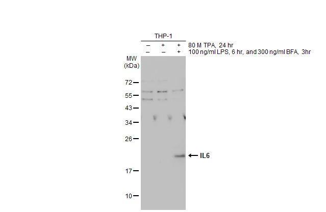 IL-6 Antibody - BSA Free