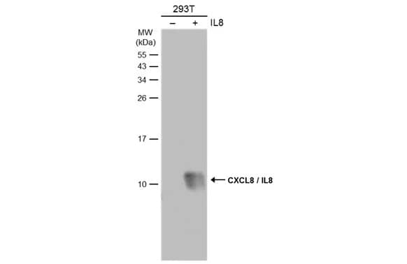CXCL8/IL-8 Antibody
