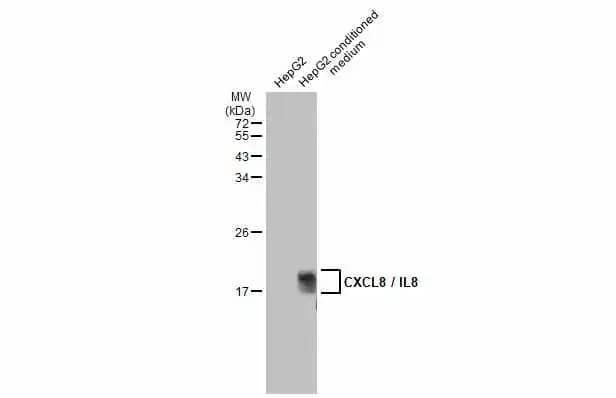 CXCL8/IL-8 Antibody