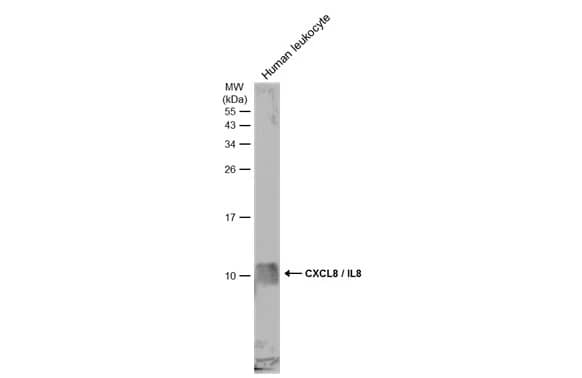 CXCL8/IL-8 Antibody