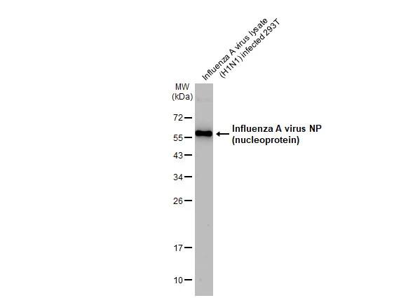 Influenza A H1N1 Nucleoprotein Antibody - (A/WSN/1933)