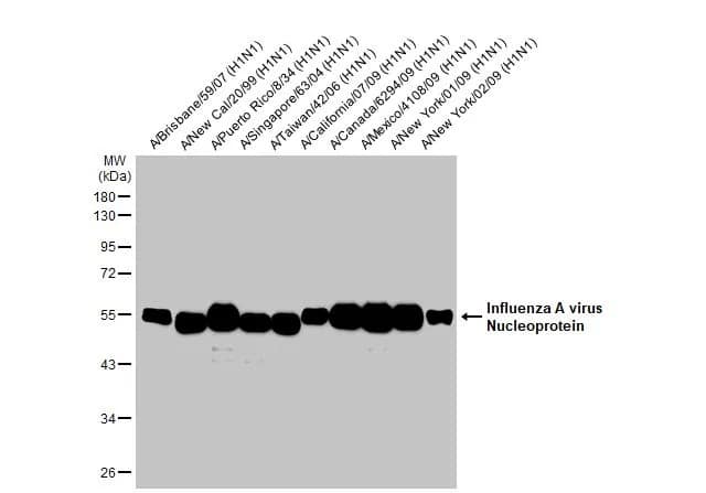 Influenza A H1N1 Nucleoprotein Antibody - (A/WSN/1933)