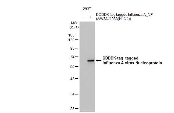 Influenza A H1N1 Nucleoprotein Antibody - (A/WSN/1933)