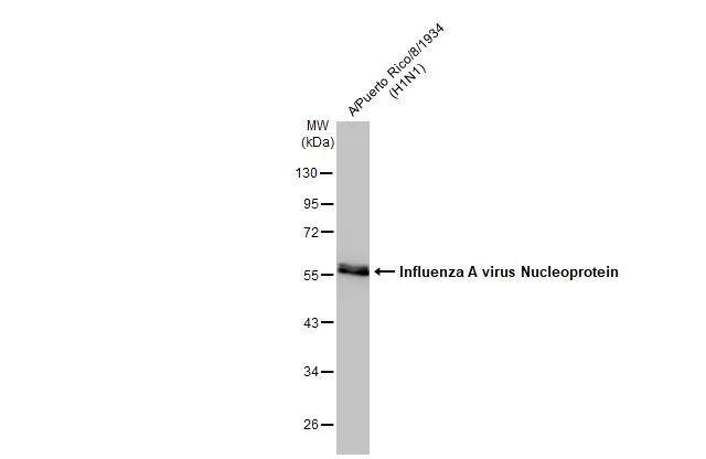 Influenza A H1N1 Nucleoprotein Antibody - (A/WSN/1933) - BSA Free