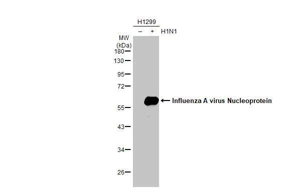 Influenza A H1N1 Nucleoprotein Antibody - (A/WSN/1933) - BSA Free