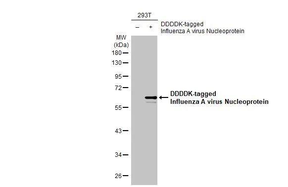 Influenza A H1N1 Nucleoprotein Antibody - (A/WSN/1933) - BSA Free