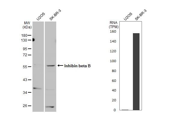 Activin B/Inhibin beta B Antibody - BSA Free