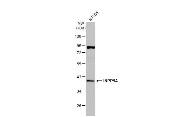 INPP5A Antibody