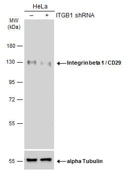 Integrin beta 1/CD29 Antibody