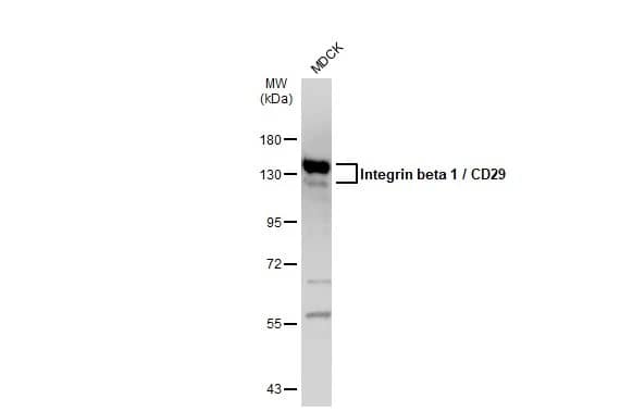 Integrin beta 1/CD29 Antibody