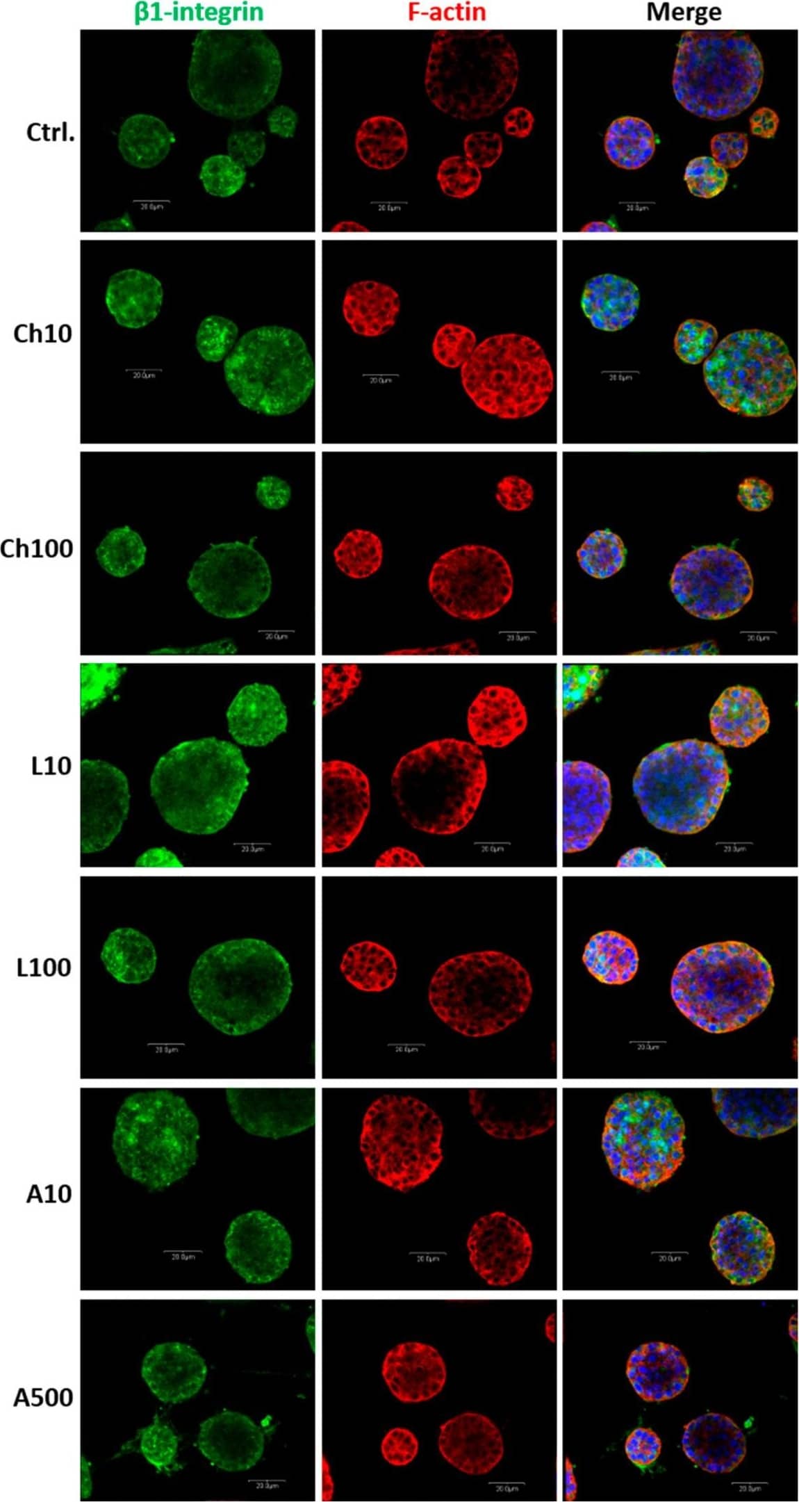 Integrin beta 1/CD29 Antibody - BSA Free