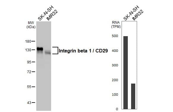 Integrin beta 1/CD29 Antibody - BSA Free