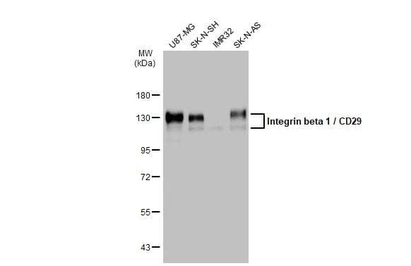Integrin beta 1/CD29 Antibody - BSA Free