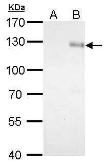 Integrin beta 1/CD29 Antibody - BSA Free