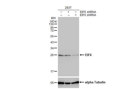 integrin beta 4 binding protein Antibody