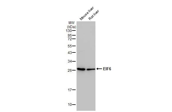 integrin beta 4 binding protein Antibody