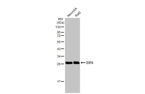 integrin beta 4 binding protein Antibody