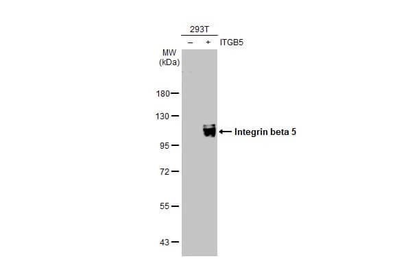 Integrin beta 5 Antibody