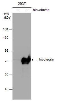 Involucrin Antibody - BSA Free