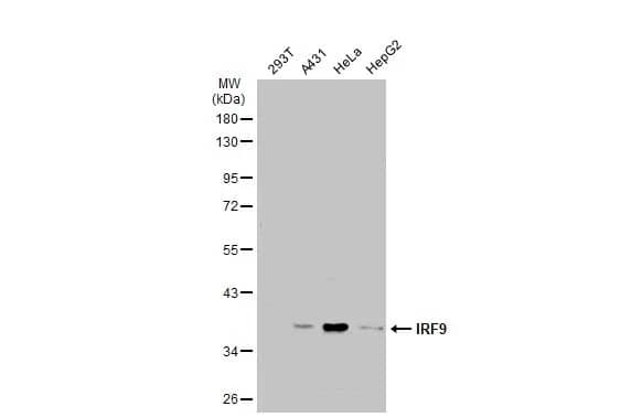 IRF9 Antibody