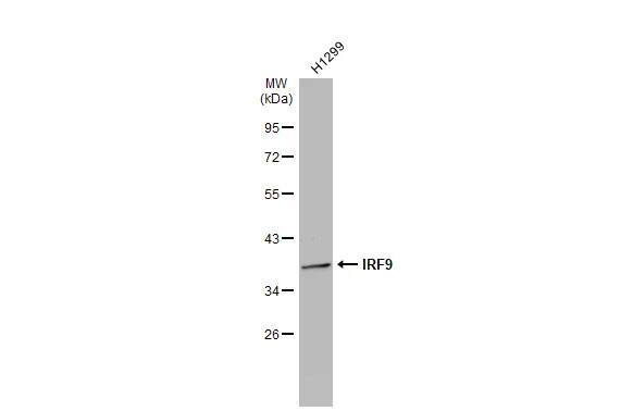 IRF9 Antibody - BSA Free