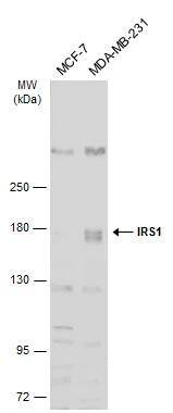 IRS1 Antibody