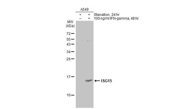 ISG15/UCRP Antibody