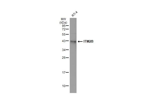 ITM2B Antibody