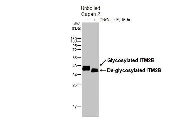 ITM2B Antibody - BSA Free
