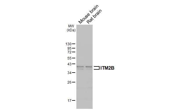 ITM2B Antibody - BSA Free