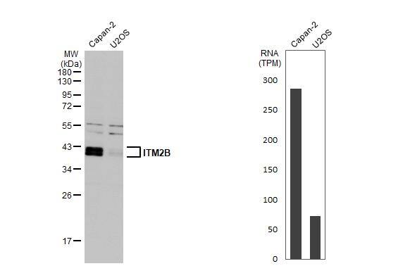ITM2B Antibody - BSA Free