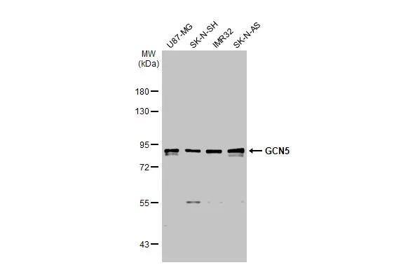 KAT2A/GCN5 Antibody