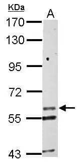 Kv6.1 Antibody - BSA Free