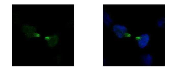 KIF22 Antibody