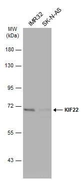 KIF22 Antibody