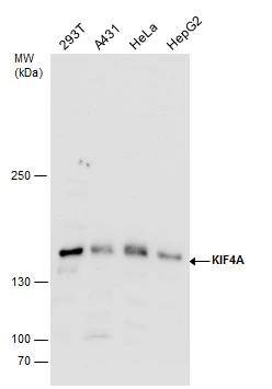 Kif4A Antibody - BSA Free