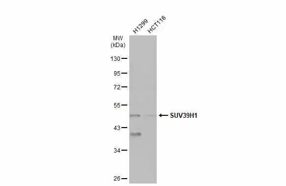 KMT1A/SUV39H1 Antibody - BSA Free