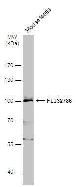 LRGUK Antibody - BSA Free