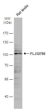 LRGUK Antibody - BSA Free