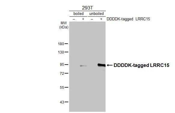 LRRC15 Antibody