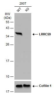 LRRC59 Antibody