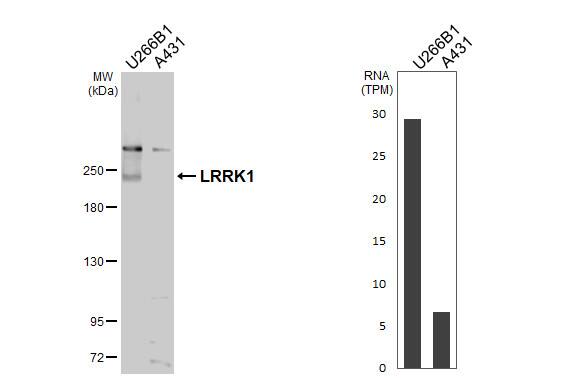 LRRK1 Antibody