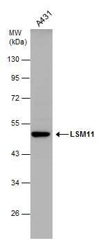 LSM11 Antibody - BSA Free