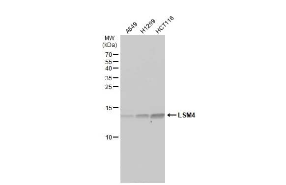 LSM4 Antibody