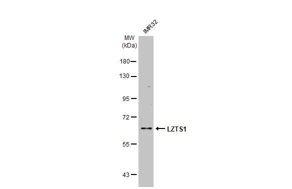 LZTS1 Antibody - BSA Free