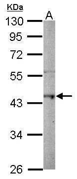 Macro H2A.2 Antibody
