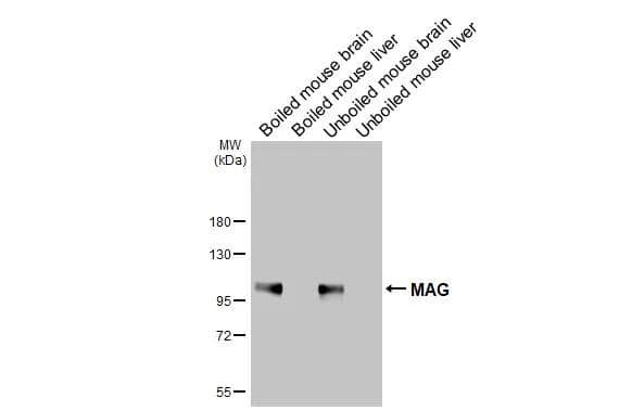 MAG/Siglec-4a Antibody - BSA Free