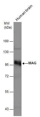 MAG/Siglec-4a Antibody - BSA Free