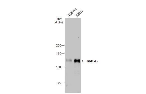 MAGI3 Antibody