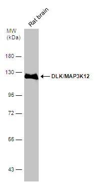 MAP3K12 Antibody